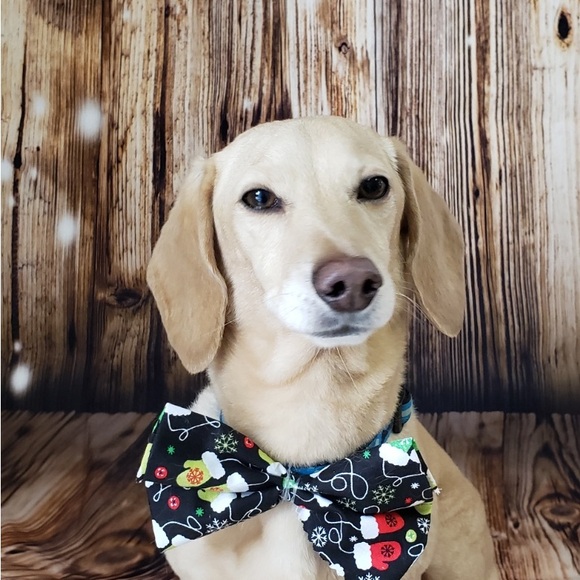 Meet your Posher, Susan - Picture 2 of 2